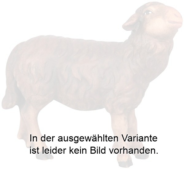 Schwarzes Schaf stehend