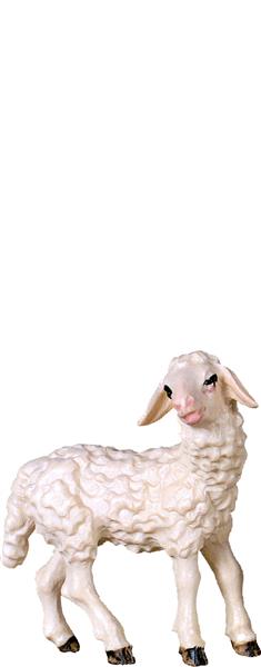 Lamm stehend