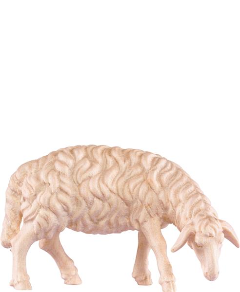 Schaf grasend