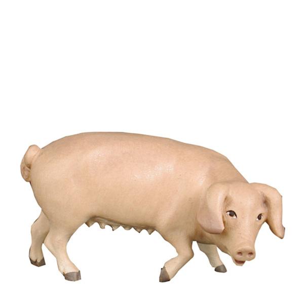 Schwein