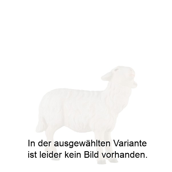 Schaf zu Fütterer - gerade Schaf zu Fütterer - gerade