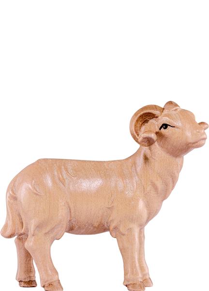 Widder Artis Widder Artis