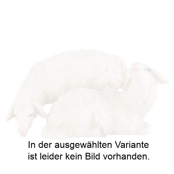 Schafgruppe Schafgruppe