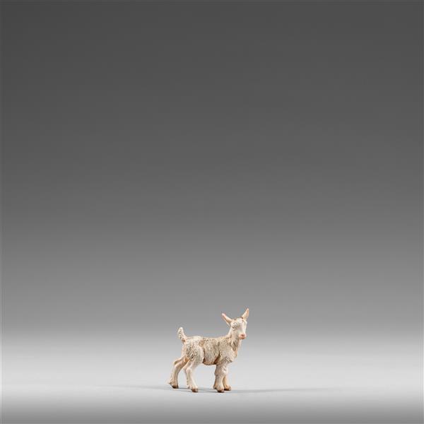 Kitz Kopf nach rechts Kitz Kopf nach rechts