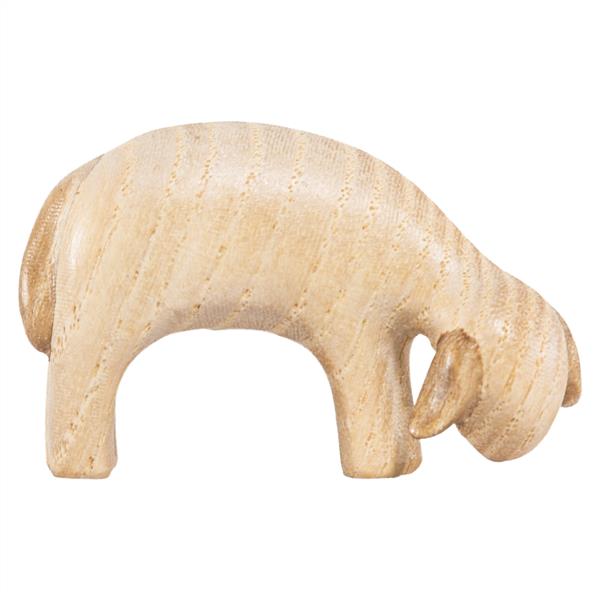 Schaf grasend Schaf grasend