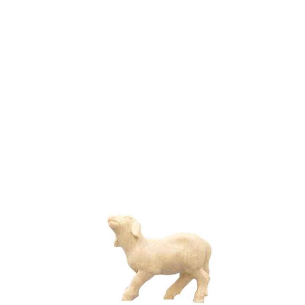 Lämmchen stehend Lämmchen stehend