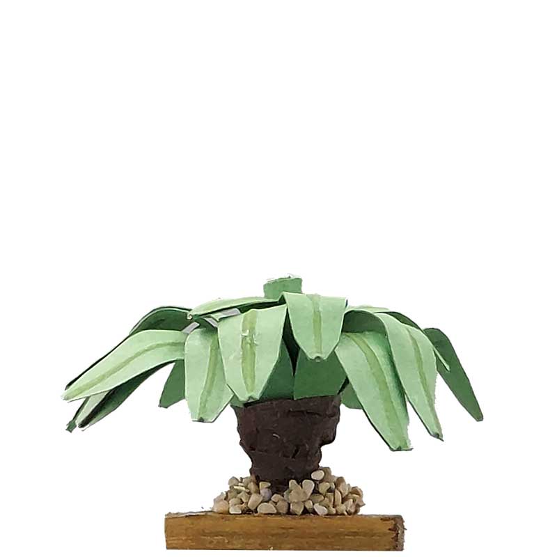 Agave Agave