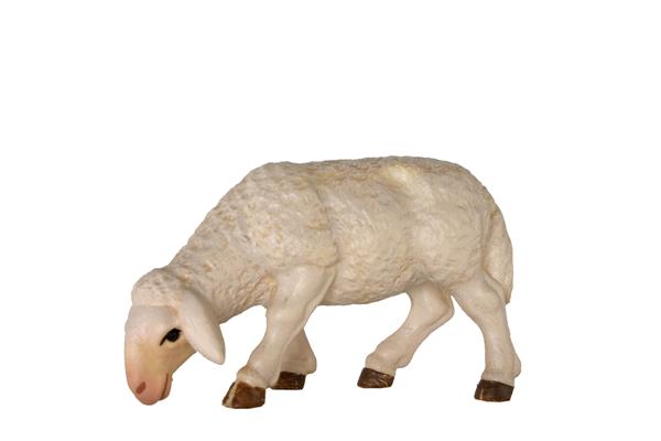 Schaf grasend Schaf grasend