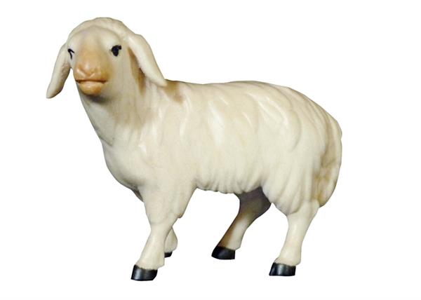 Schaf schauend Schaf schauend