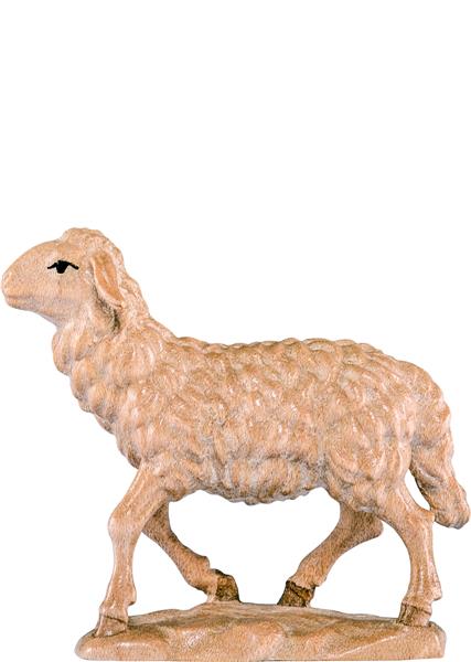 Schaf gehend Schaf gehend