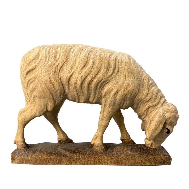 Abweidendes Schaf