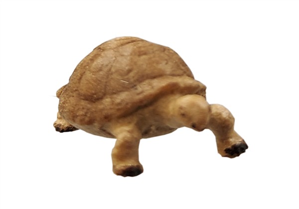 Schildkröte Schildkröte