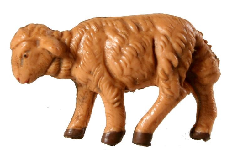 Schaf äsend