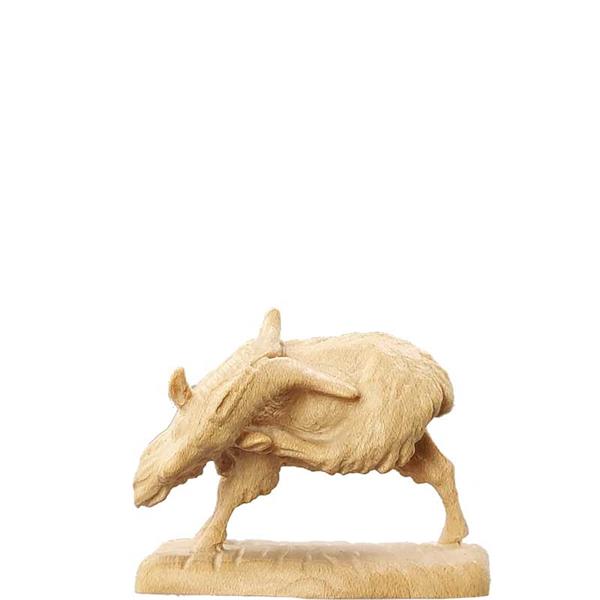 Ziegenbock kratzend Ziegenbock kratzend