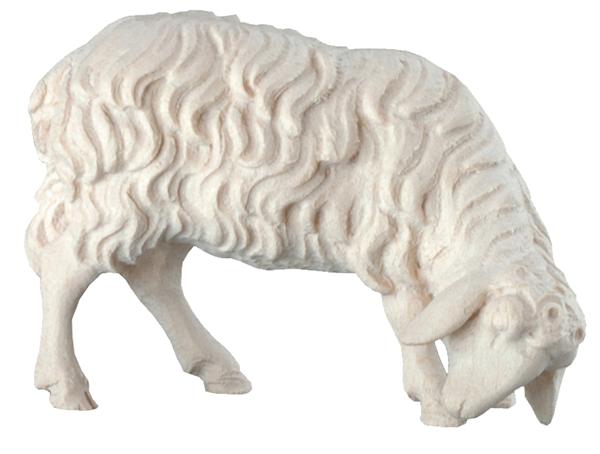 Schaf grasend Schaf grasend