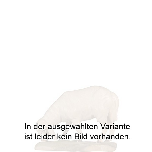 Schaf äsend Schaf äsend