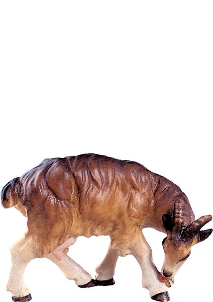 Ziege leckend Ziege leckend