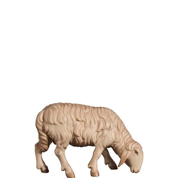 Schaf grasend rechts Schaf grasend rechts