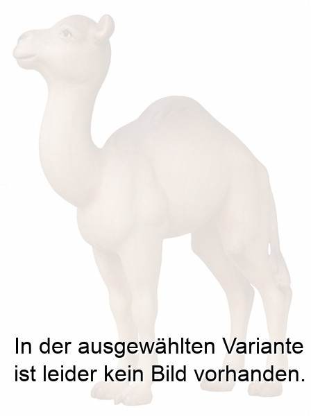 Kameljunge