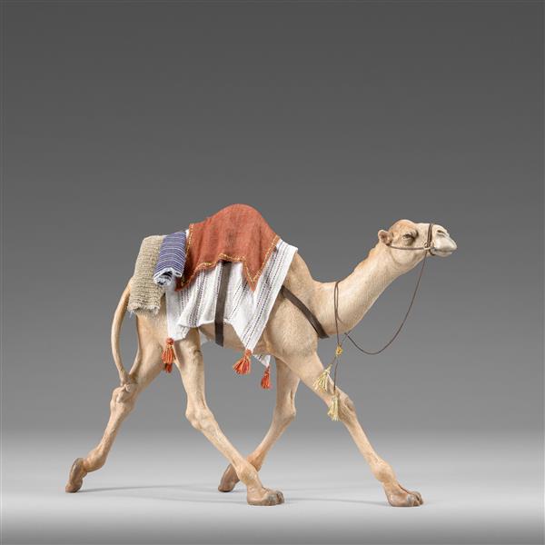 Dromedar laufend für Könige Dromedar laufend für Könige