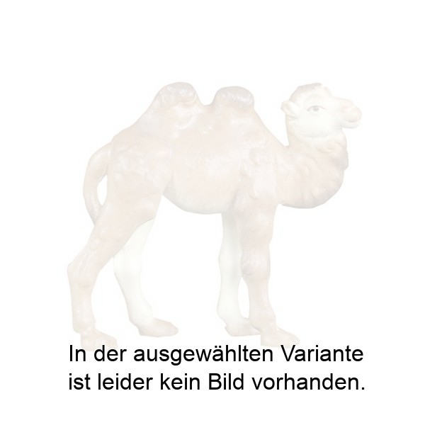 Kamel klein Kamel klein
