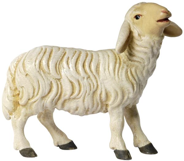 Schaf blöckend Schaf blöckend