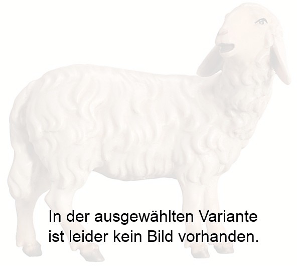 Schaf schauend Schaf schauend