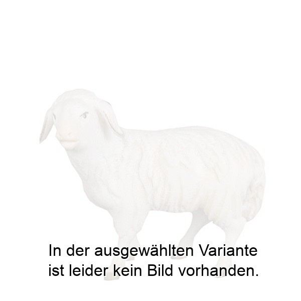 Schaf schauend Schaf schauend
