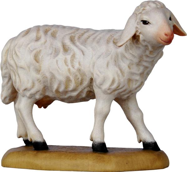 Schaf schauend Schaf schauend