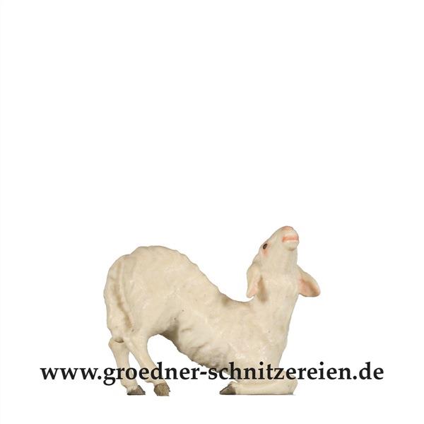 Schaf kniend