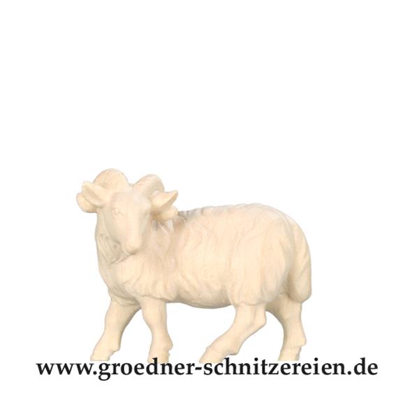Widder