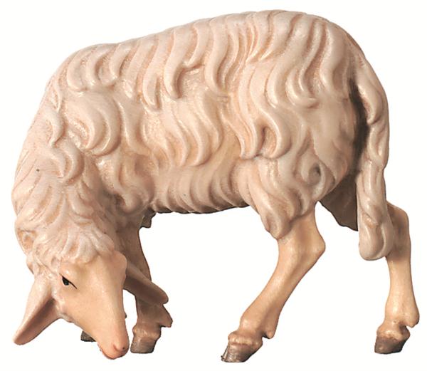 Schaf äsend
