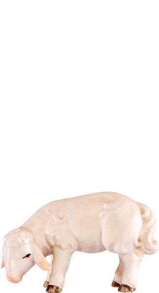 Lamm grasend Artis Lamm grasend Artis