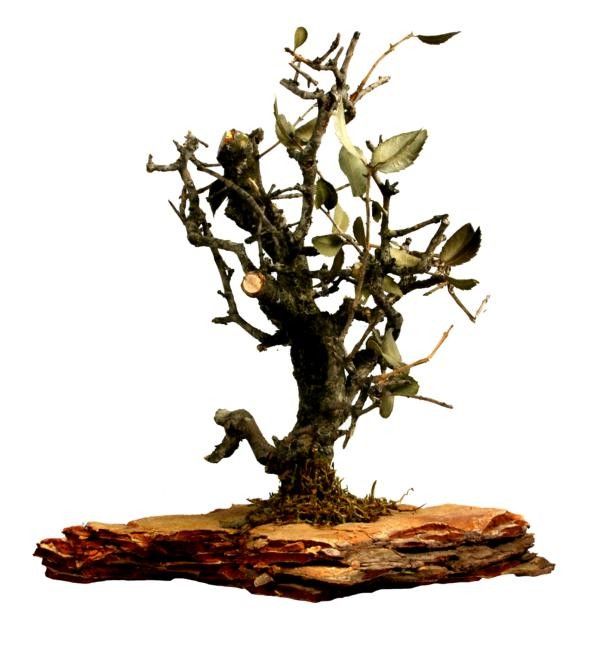 Bonsai - mittel