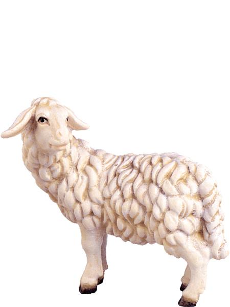 Schaf schauend Schaf schauend