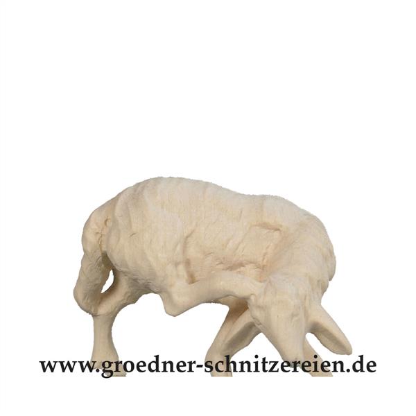 Schaf Kopf nach hinten Schaf Kopf nach hinten