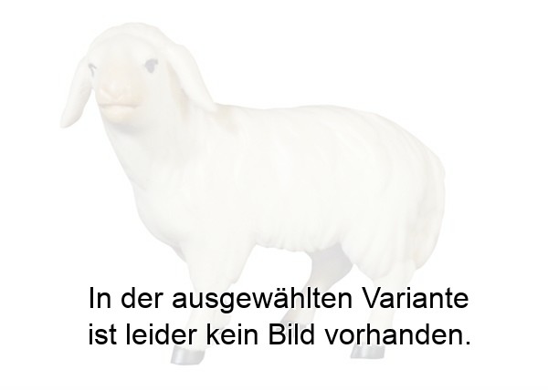 Schaf schauend Schaf schauend