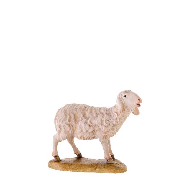 Schaf stehend Schaf stehend