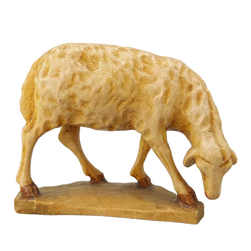 Schaf äsend Schaf äsend