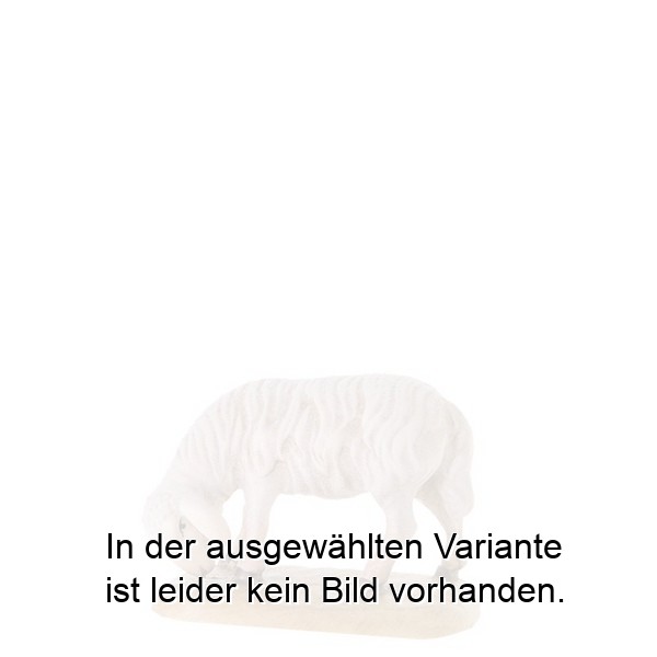Abweidendes Schaf Abweidendes Schaf