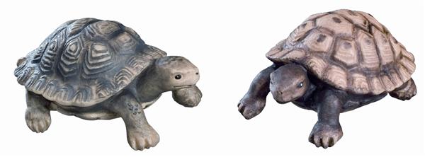 Schildkröte