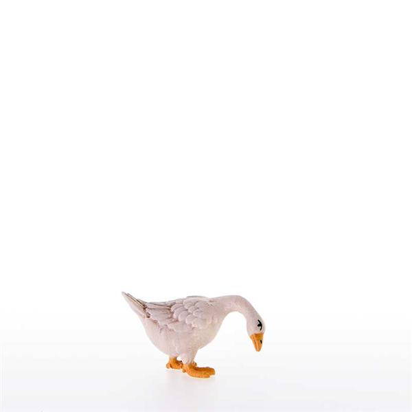 Gans nach unten schauend