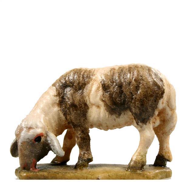 Schaf äsend fleckig Schaf äsend fleckig