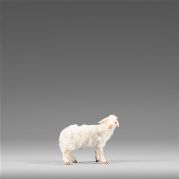 Schaf seitlich schauend mit Wolle weiß Schaf seitlich schauend mit Wolle weiß