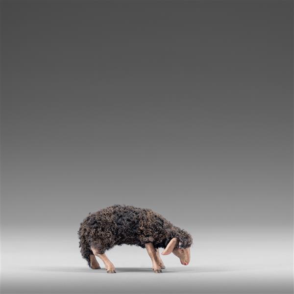 Schaf äsend mit Wolle schwarz Schaf äsend mit Wolle schwarz