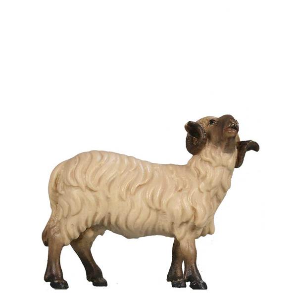 Widder schauend SCHWARZ-WEIß Widder schauend SCHWARZ-WEIß