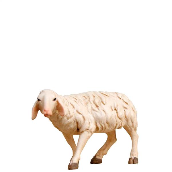 Schaf schauend links Schaf schauend links