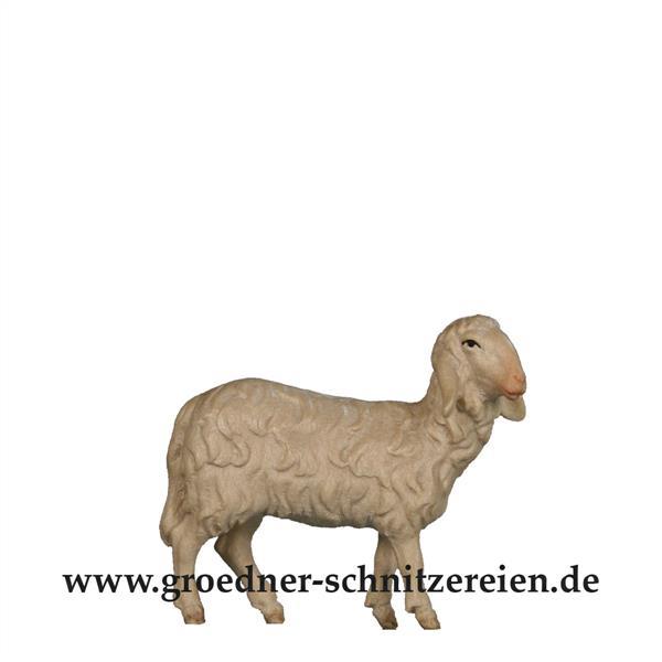 Schaf stehend Schaf stehend