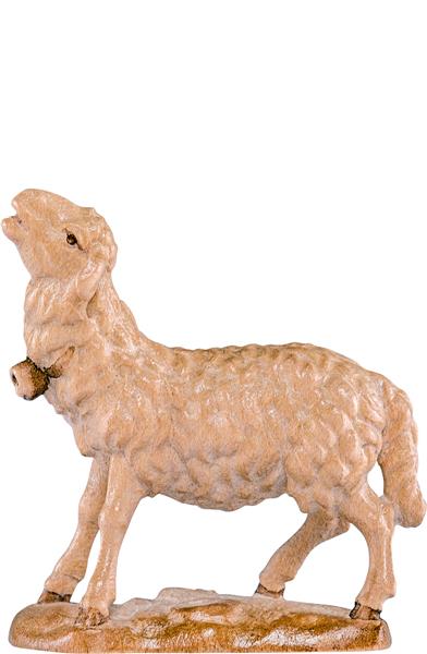 Schaf blökend Schaf blökend