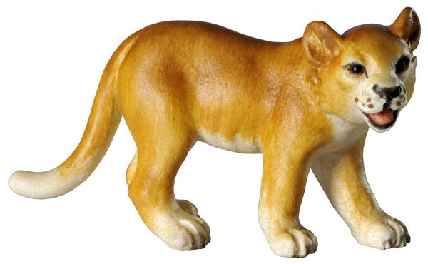 Löwenjunge stehend Löwenjunge stehend